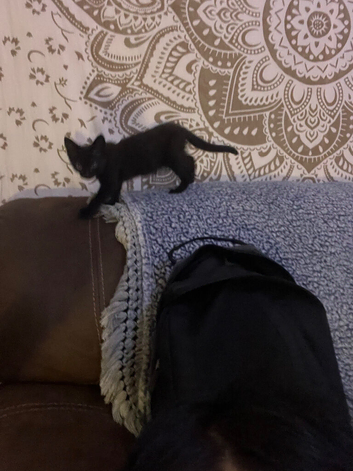 Beautiful pitch black kitten