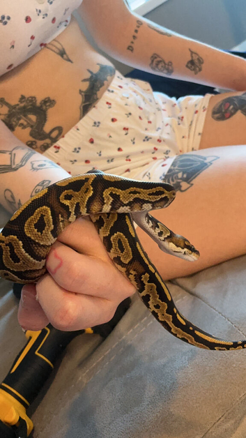 6 Ball pythons