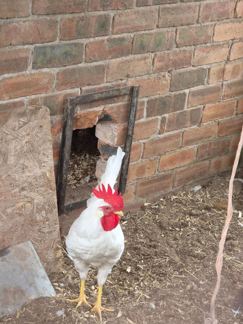 Checkered leghorn Cockeralls