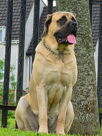 Old English Mastiff 1year old