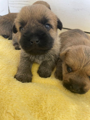 Quality KC  Reg Cairn Terrier puppies