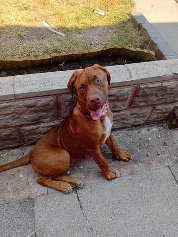 Puppy