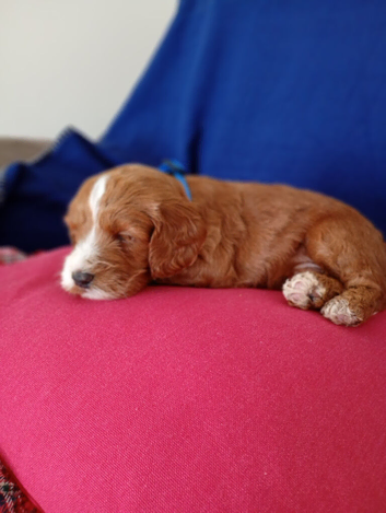 Cockapoos F1 Puppies
