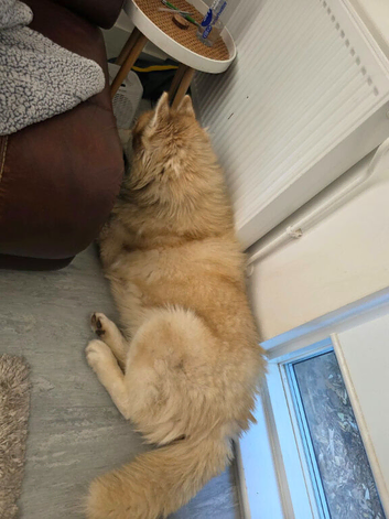 Siberian husky