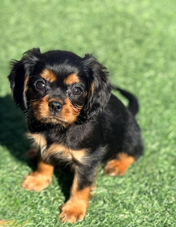 Black tan male left - health tested & kc reg