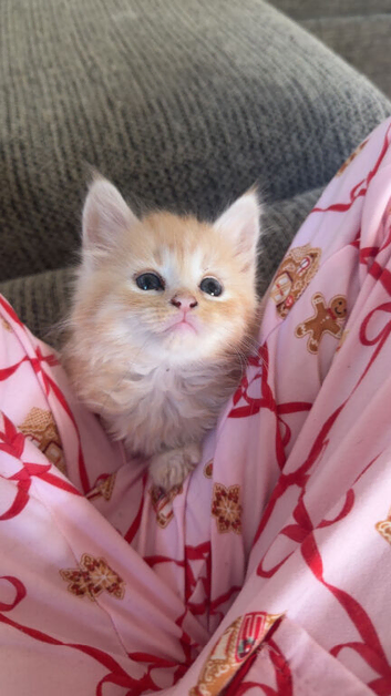Beautiful 3/4 Maine coon kittens