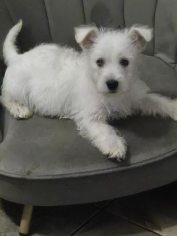 Westie boy