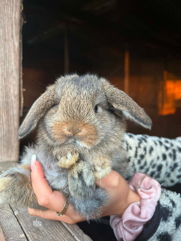 Gorgeous mini lop babies