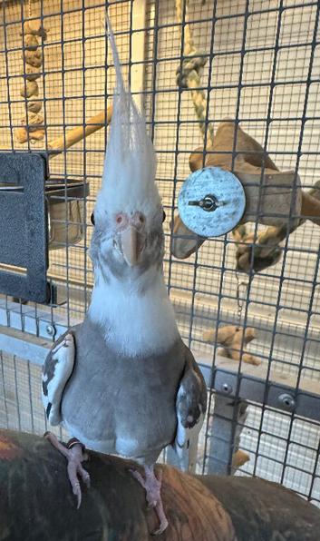 Semi tame cockatiel