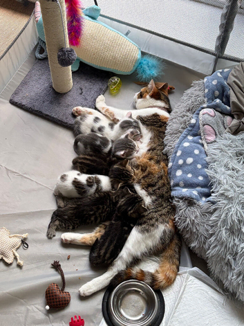 Female Mixed Colours Kitten