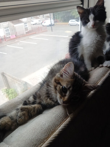 Polydactyl kittens for sale