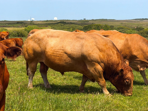 Experienced South Devon Stock Bull
