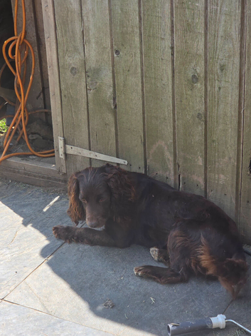 Cocker spaniels