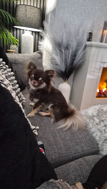 Quality tiny Choc/tan male Chihuahua.
