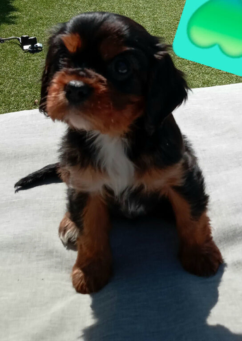 Health Tested Cavalier King Charles