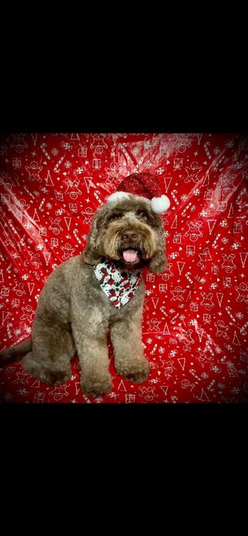 Teddy