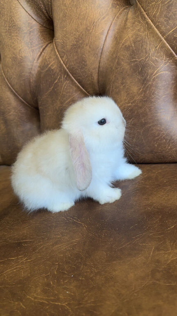 Rare colour female mini Lop