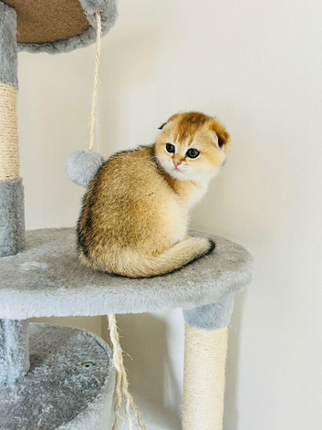 Gold chinchilla Scottish fold girl