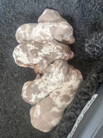 Miniature Dashound puppy&rsquo;s