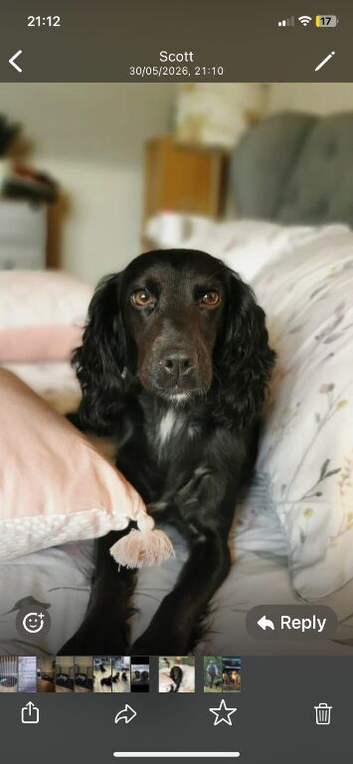 Cocker spaniel puppies