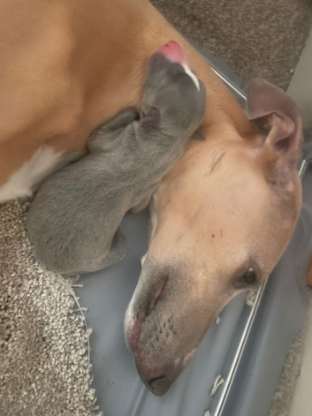 Stunning blue whippet bitch puppy for sale