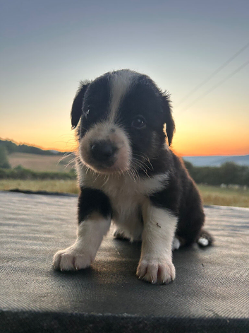 Border collie pups
