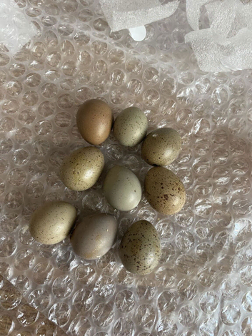 Hatching eggs