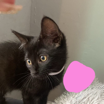 Kittens for sale