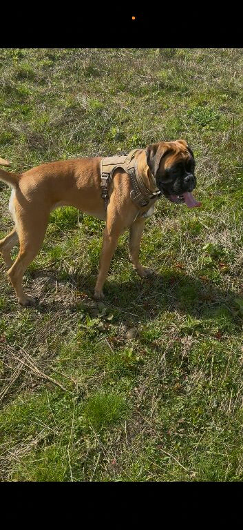 13 month Kc boxer girl