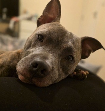 Chase 2 year old gorgeous boy
