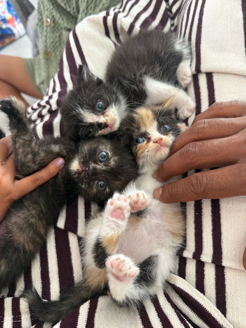 Three beautiful mixed kittens available