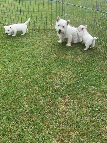 Westhigh land terriers