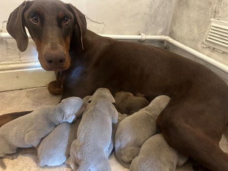 Stunning Isabella KC registered Doberman puppies