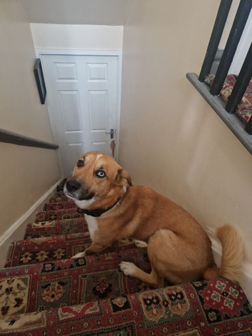 leone free looking for new home