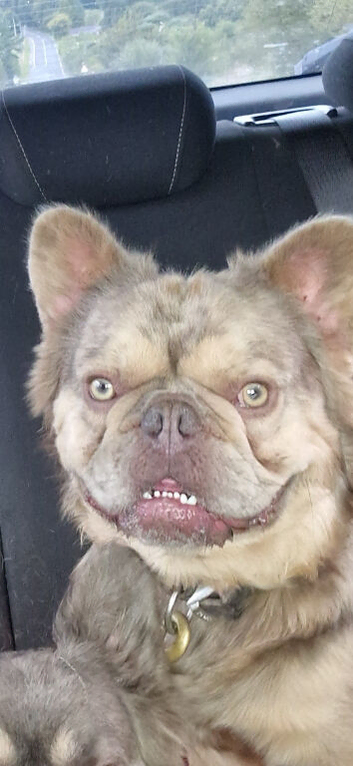 Stud dog for sale