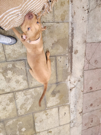 Amstaff