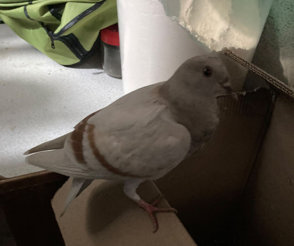 male 1 year old pigeon