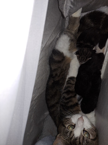 Kittens for sale