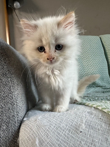 5 ragdoll girls