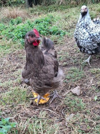 Chocolate Orpington Cockerel
