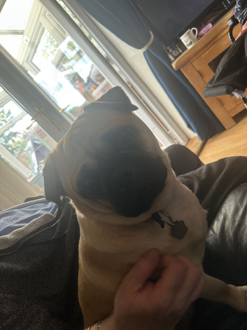 Male pug