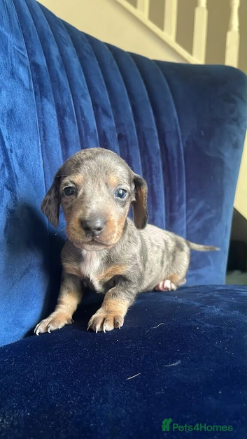 Beautiful Miniature Dachshund Puppies Dapple, Black & Tan and Chocolate 1 Boy, 2 Girls