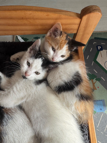 3 Kittens Available