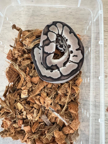 Vpi axanthic clown