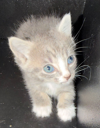 Kittens for sale