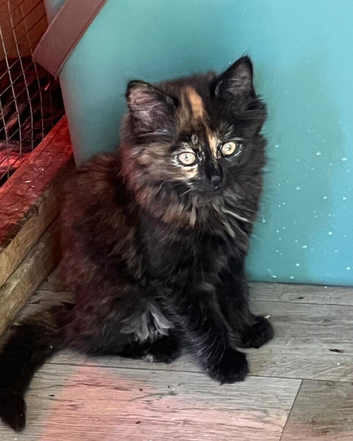 Beautiful Longhaired Female Kitten