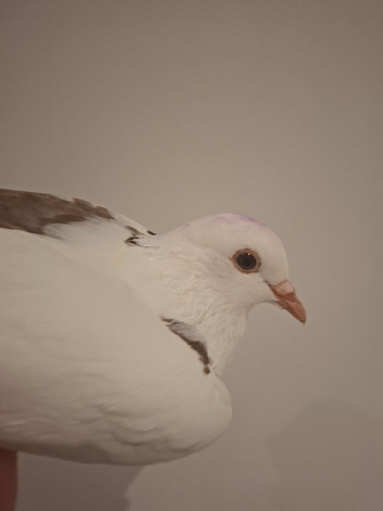 Toghi hybrd cock bird