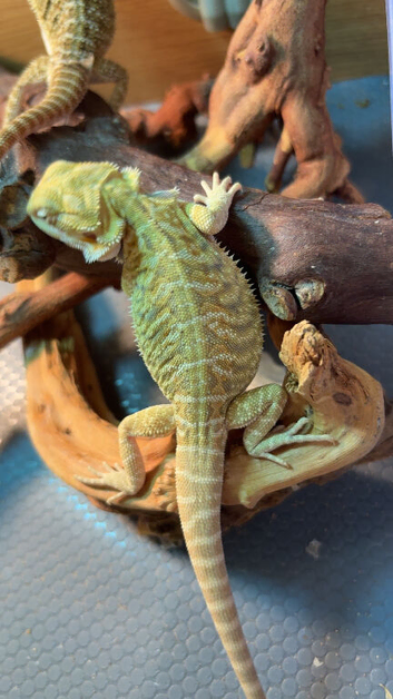 Bearded dragon babies last 3