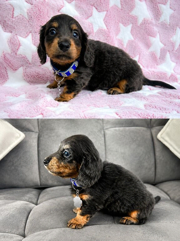 Absolutely stunning mini Daxi pups