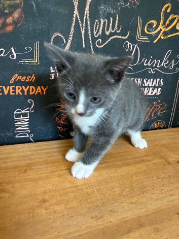 Kittens needing loving homes